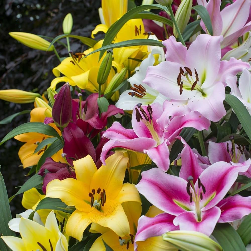 Premium Mixed Di Giglio Flower seeds for Planting Easy to Grow, Heirloom & GMO Free Seeds for Home Garden seeds
