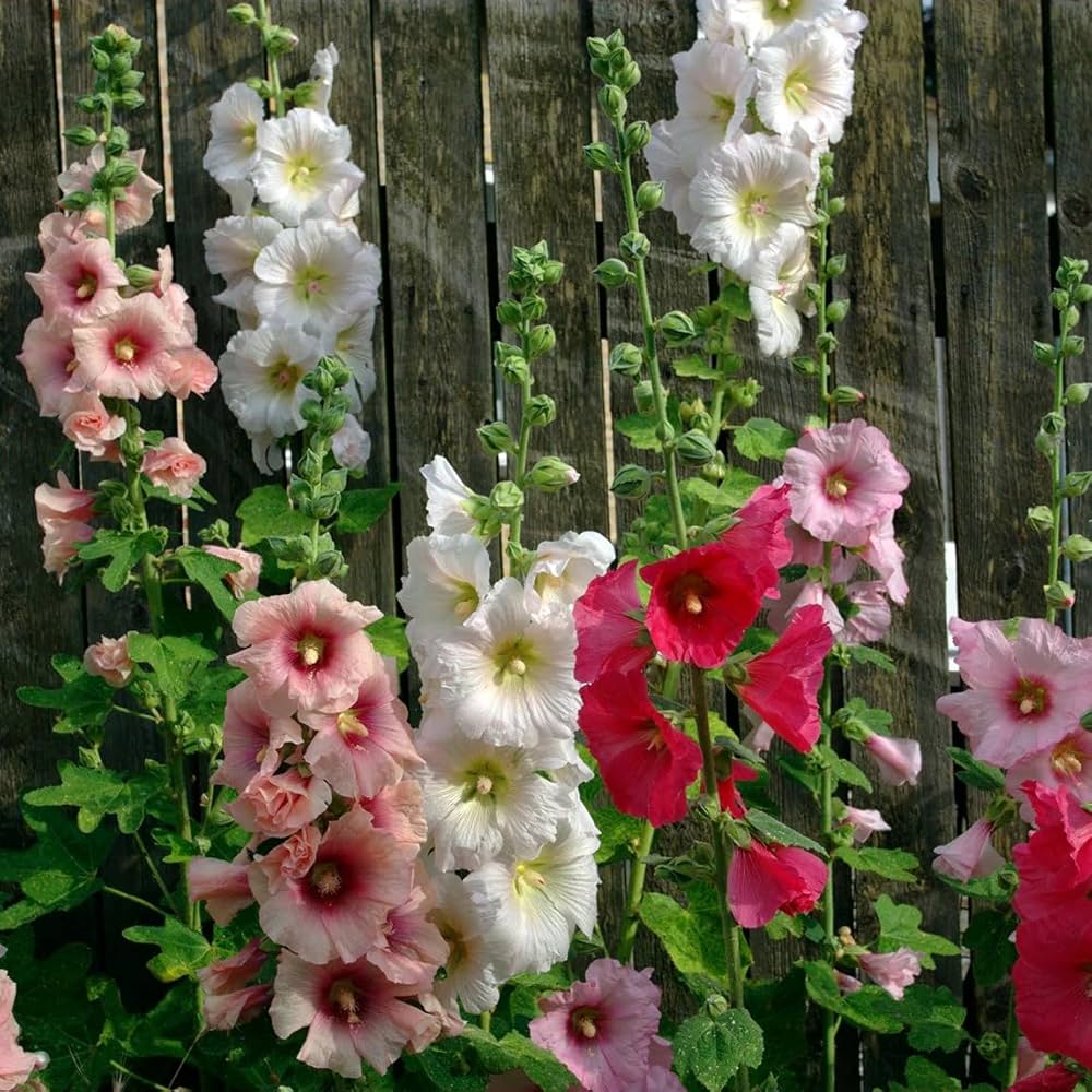 Mixed Hollyhock Flower seeds for Planting - Garden Favorite, Heirloom & GMO Free Seeds for Home Garden