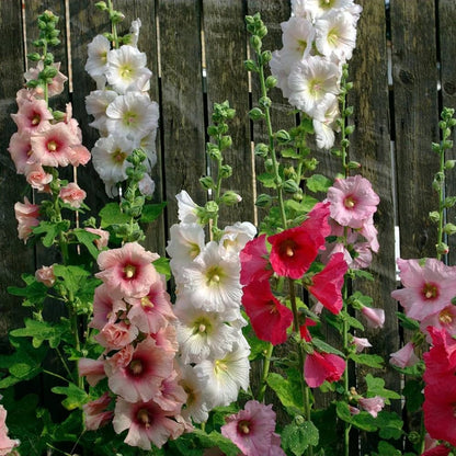 Mixed Hollyhock Flower seeds for Planting - Garden Favorite, Heirloom & GMO Free Seeds for Home Garden