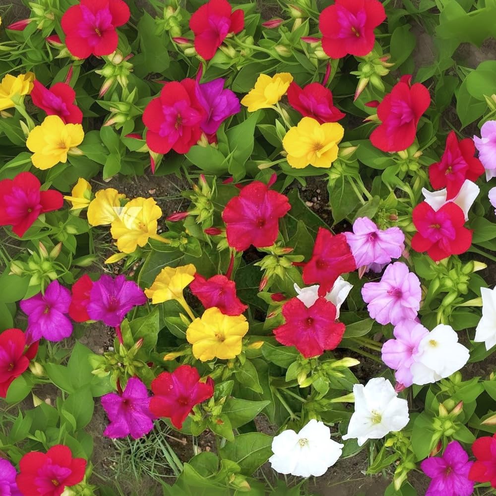 Premium Mixed Mirabilis Jalapa Flower seeds for Planting Bright Blooms, Heirloom & GMO Free Seeds for Home Garden seeds