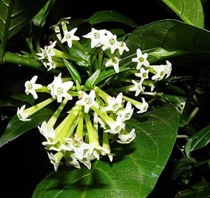 Cestrum Nocturnum Flower seeds for Planting Fragrant Blossoms Heirloom & GMO Free Seeds for Home Garden