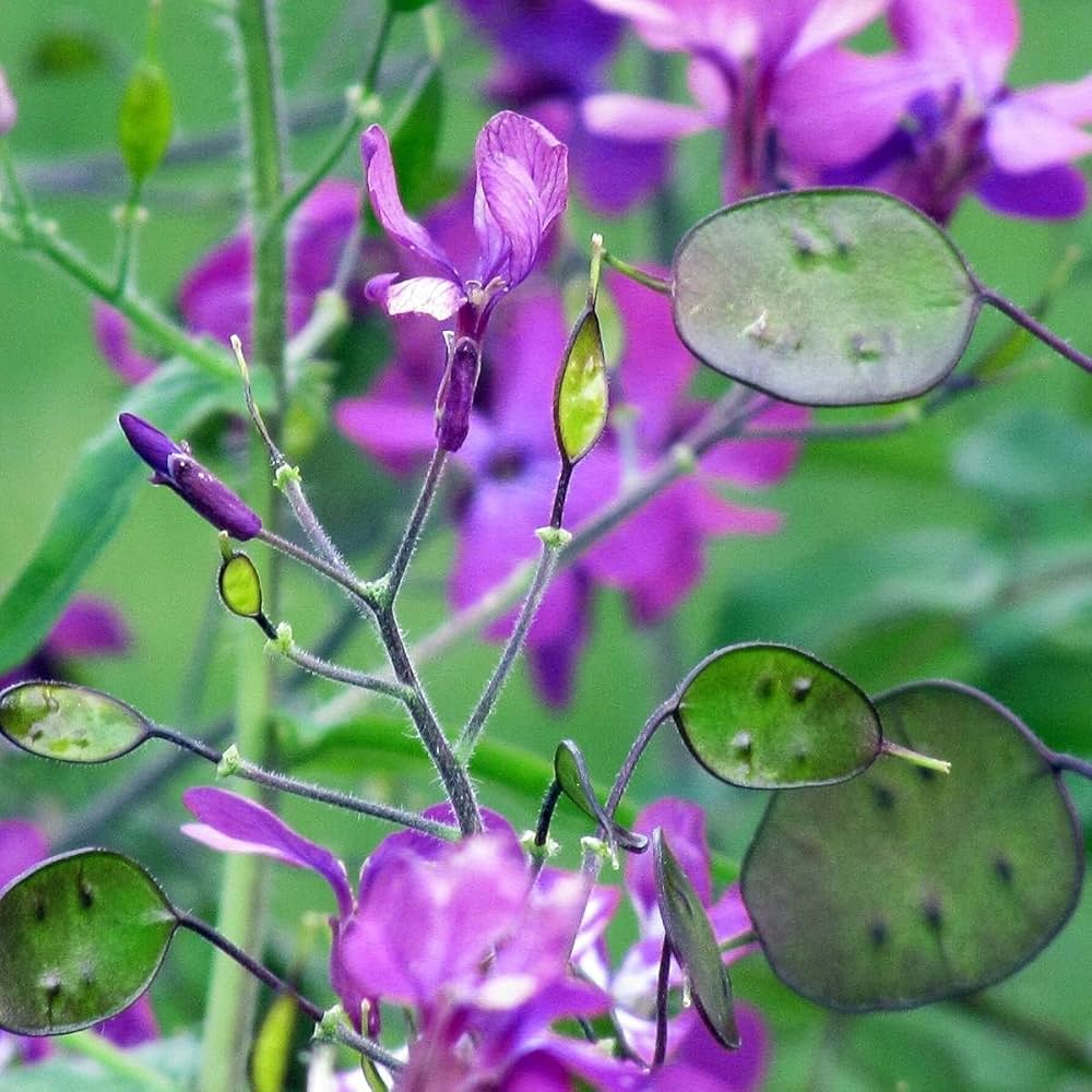 Premium Lunaria Flower seeds for Planting Sun Loving, Heirloom & GMO Free Seeds for Home Garden seeds