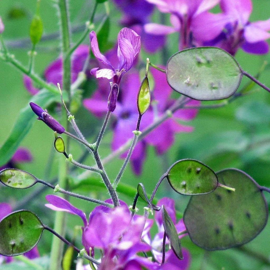 Lunaria Money Flower seeds for Planting Compact Growth, Heirloom & GMO Free Seeds for Home Garden seeds for planting