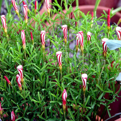 Candy Cane Sorrel Flower seeds for Planting - Compact Growth, Heirloom & GMO Free Seeds for Home Garden