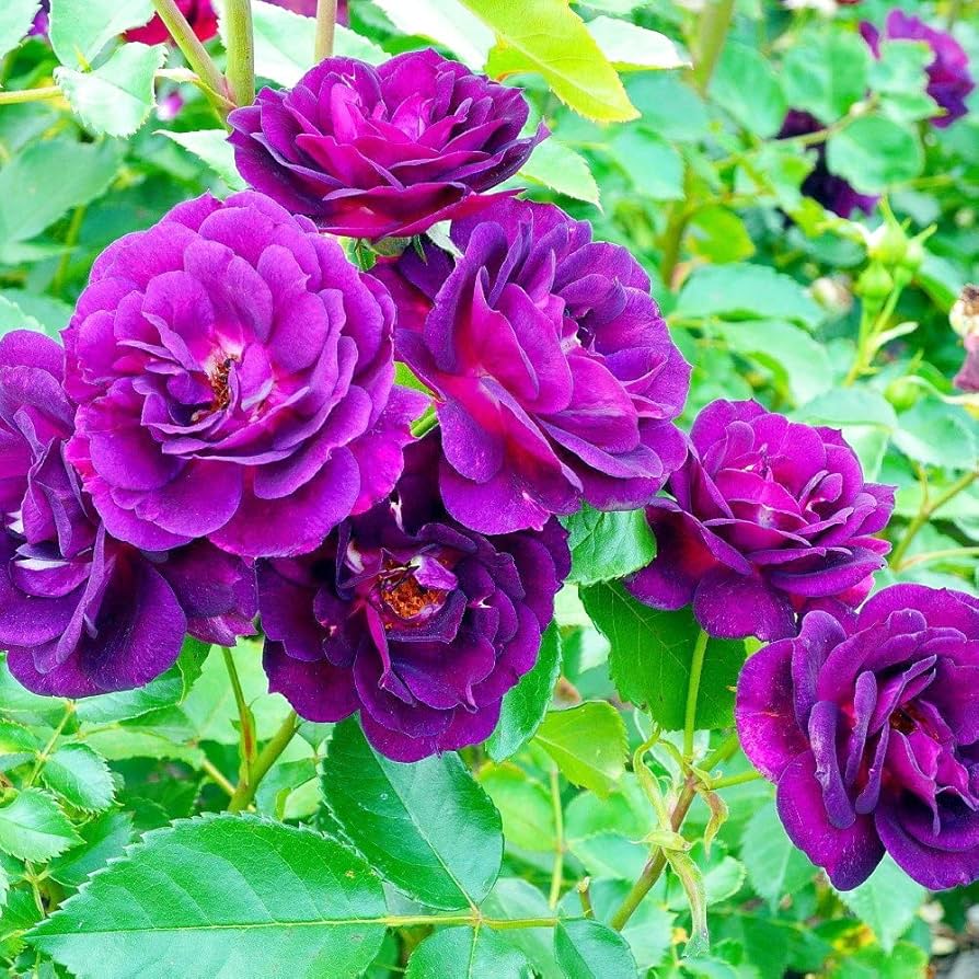 Purple Climbing Rose Flower seeds for Planting Long Bloom Season, Heirloom & GMO Free Seeds for Home Garden vegetable and garden seeds