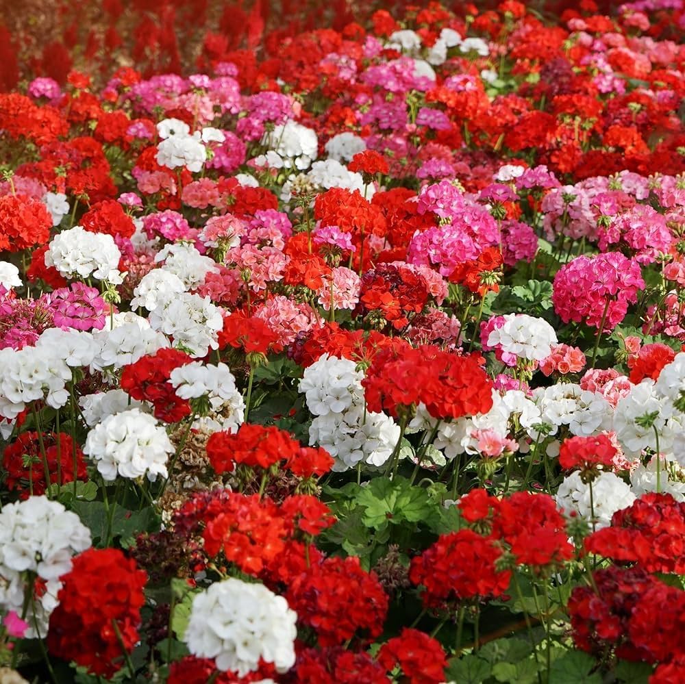 Heirloom Geranium Flower seeds for Planting Hardy Variety Heirloom & GMO Free Seeds for Home Garden