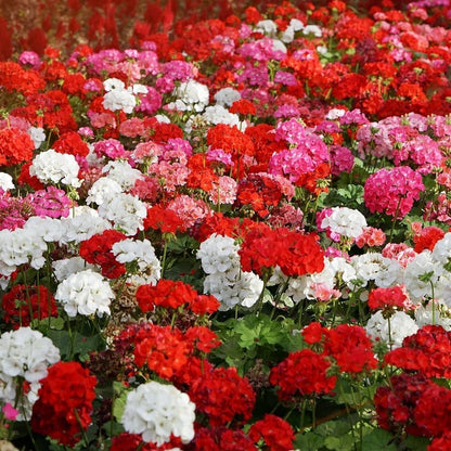 Heirloom Geranium Flower seeds for Planting Hardy Variety Heirloom & GMO Free Seeds for Home Garden