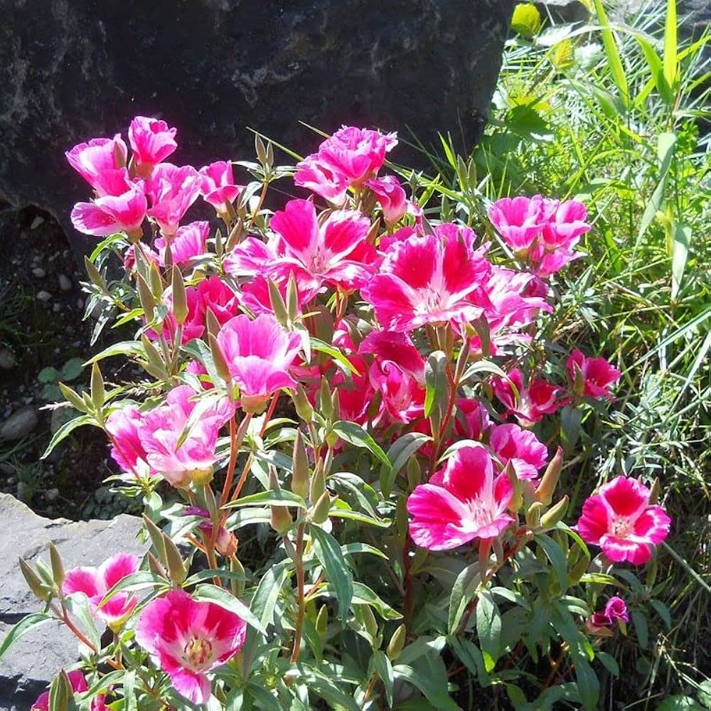 Godetia Flower seeds for Planting Sun Loving, Heirloom & GMO Free Seeds for Home Garden vegetable and garden seeds