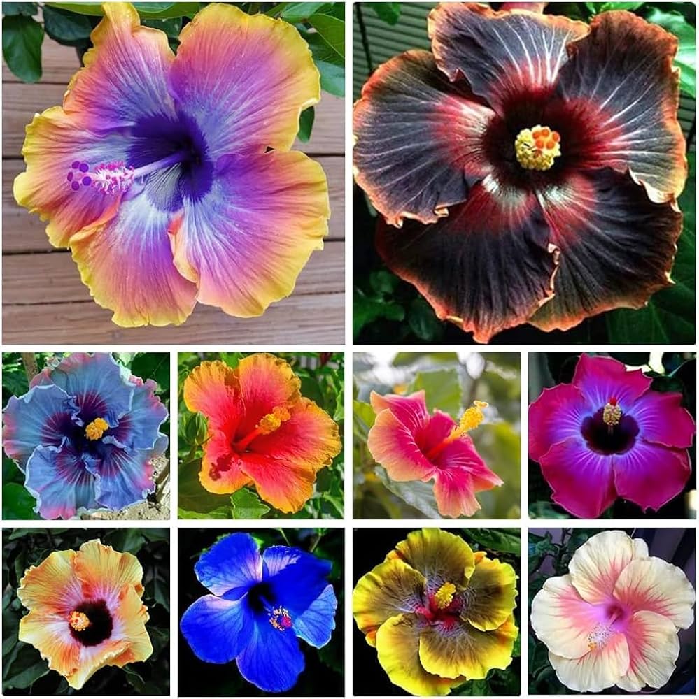 Hibiscus Flower Seed Flower seeds for Planting Easy to Grow Heirloom & GMO Free Seeds for Home Garden