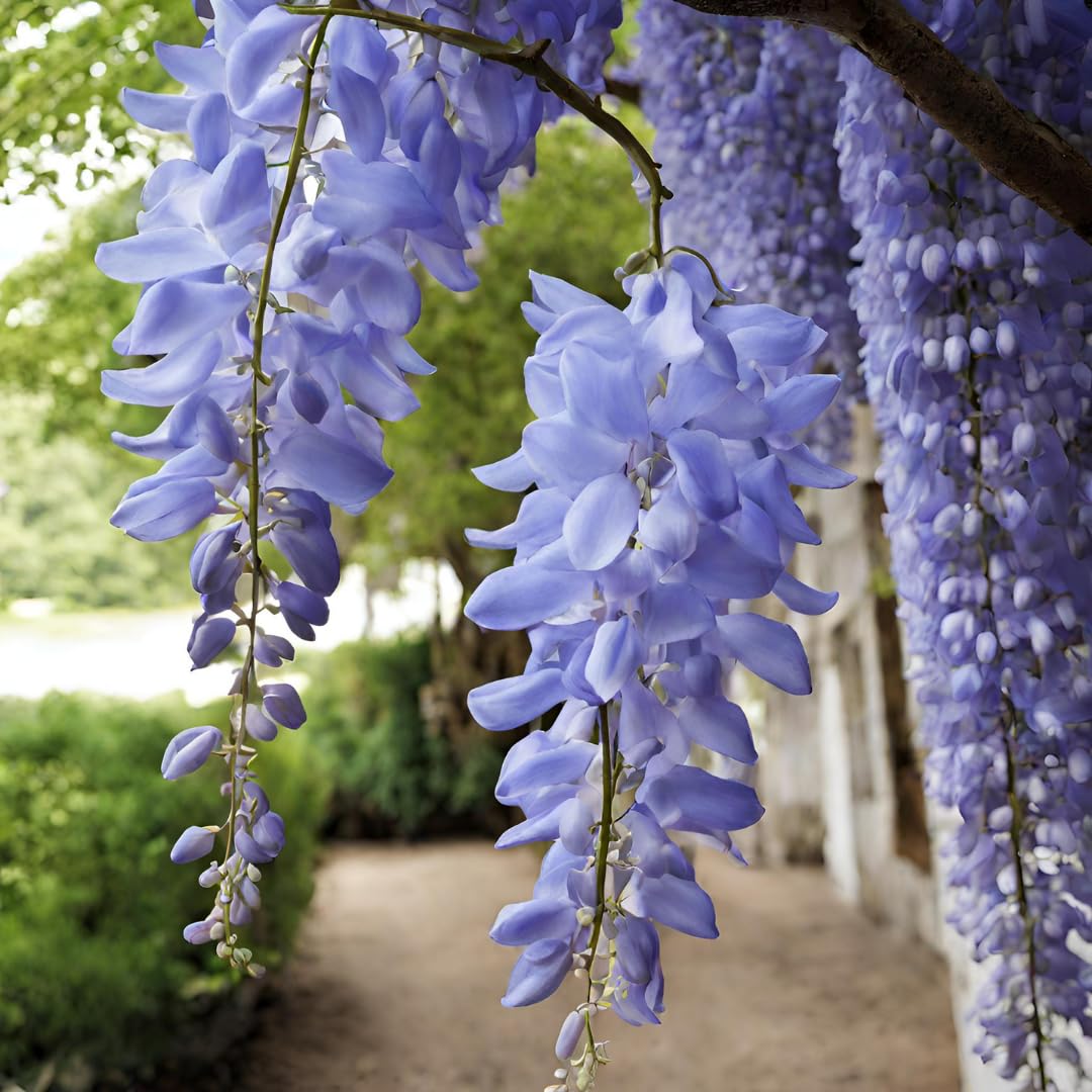 Blue (Blue Wisteria) seeds for planting in home garden
