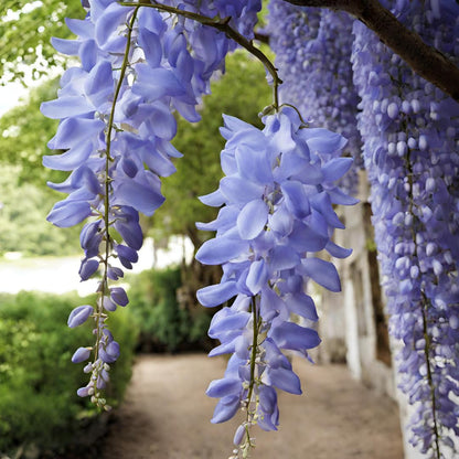 Blue (Blue Wisteria) seeds for planting in home garden