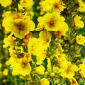 Yellow Mullein Flower seeds for Planting Cut Flower Favorite, Heirloom & GMO Free Seeds for Home Garden seeds for planting