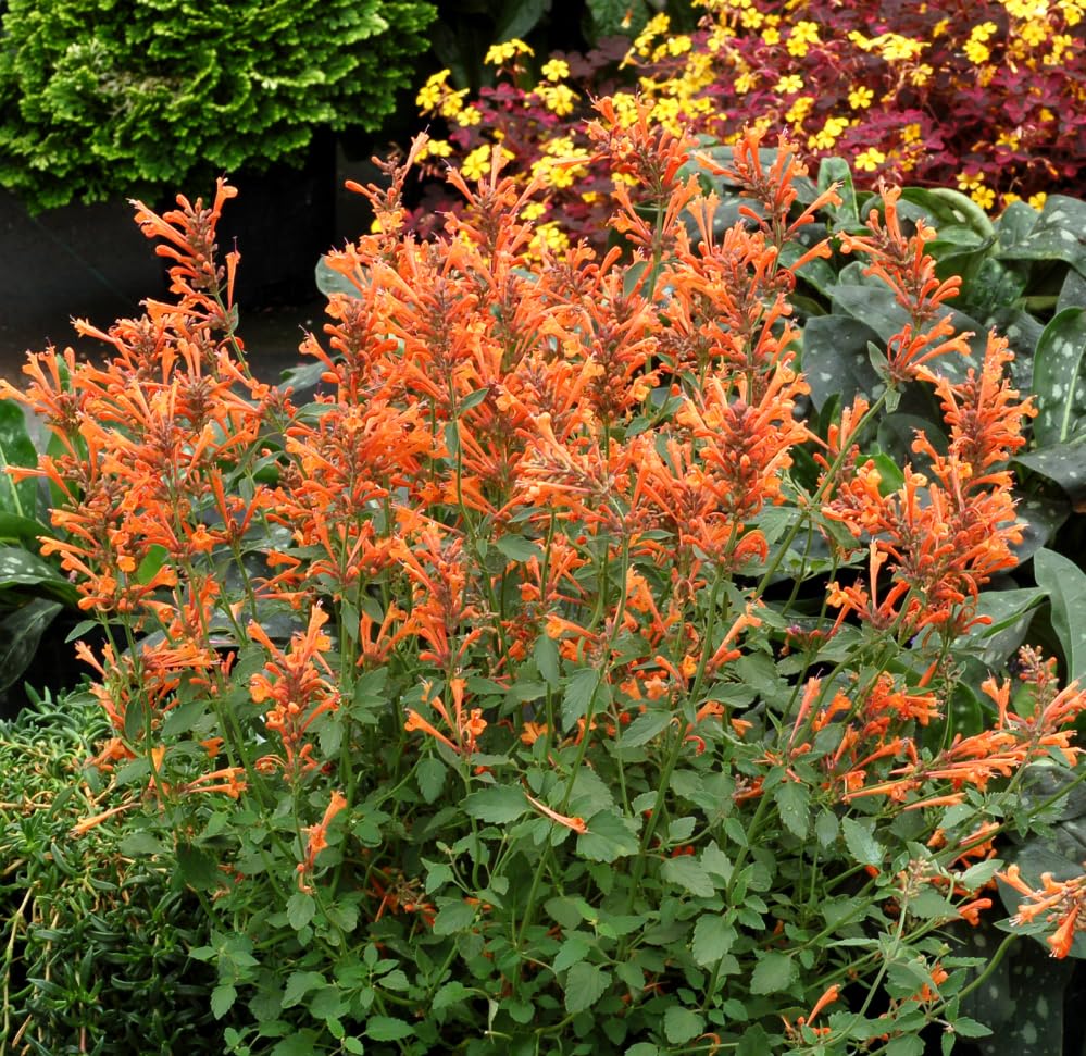 Orange Agastache Flower seeds for Planting - Long Bloom Season, Heirloom & GMO Free Seeds for Home Garden