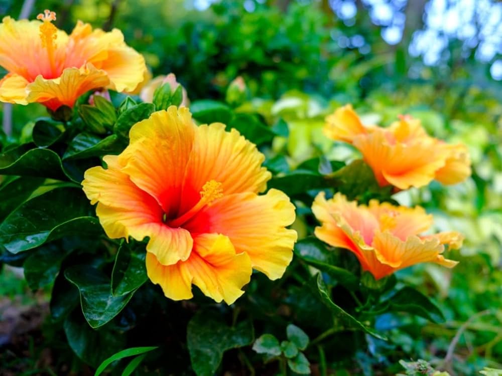 Orange Hibiscus Rosa Sinensis Flower seeds for Planting Cut Flower Favorite, Heirloom & GMO Free Seeds for Home Garden vegetable and garden seeds