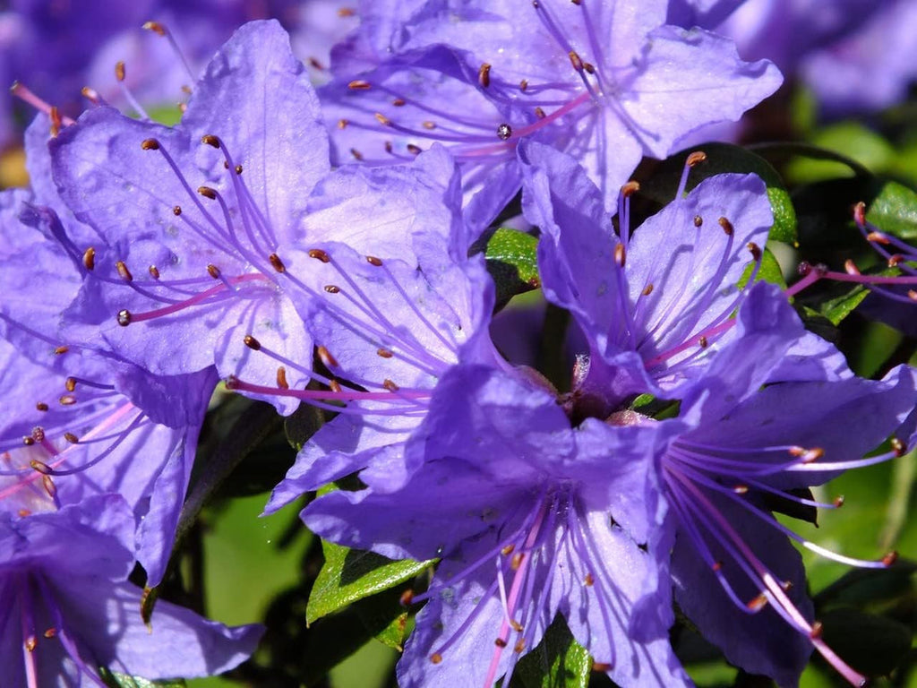 Purple Azalea Flower seeds for Planting Easy to Grow, Heirloom & GMO Free Seeds for Home Garden seeds for planting