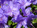 Purple Azalea Flower seeds for Planting Easy to Grow, Heirloom & GMO Free Seeds for Home Garden seeds for planting
