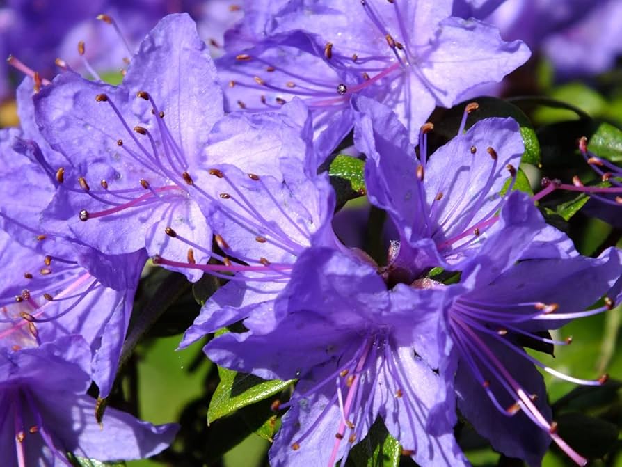 High quality Purple Azaleas Flower seeds for Planting Bright Blooms, Heirloom & GMO Free Seeds for Home Garden seeds pack