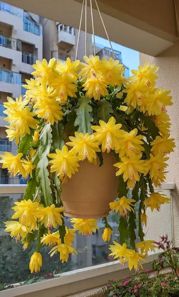 Yellow Schlumbergera Flower seeds for Planting Garden Favorite, Heirloom & GMO Free Seeds for Home Garden vegetable and garden seeds