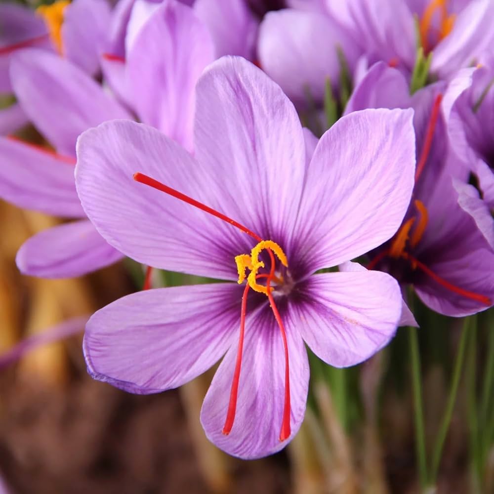 Heirloom Crocus Sativus Flower seeds for Planting Hardy Variety Heirloom & GMO Free Seeds for Home Garden