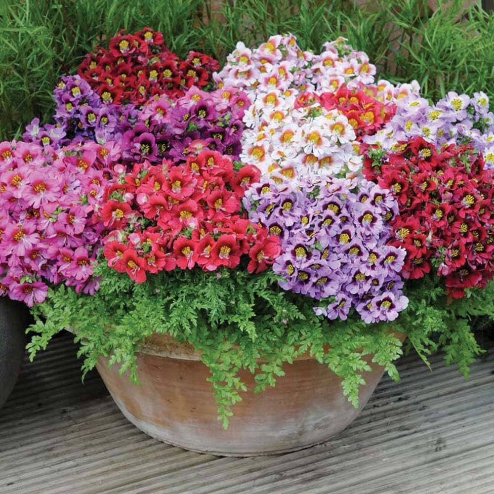 Mixed Butterfly Orchids Flower seeds for Planting Shade Tolerant, Heirloom & GMO Free Seeds for Home Garden vegetable and garden seeds