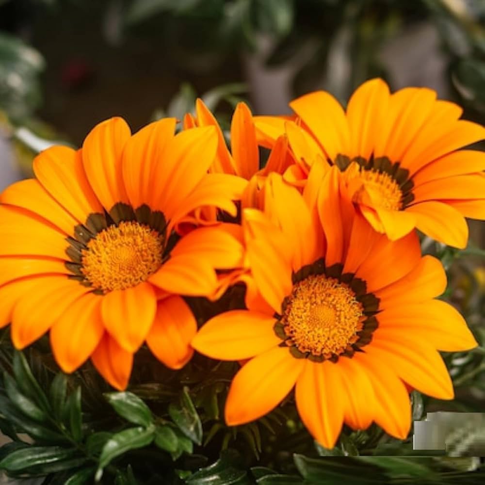 Premium Yellow Red Gazania Rigens Flower seeds for Planting Premium Quality, Heirloom & GMO Free Seeds for Home Garden seeds