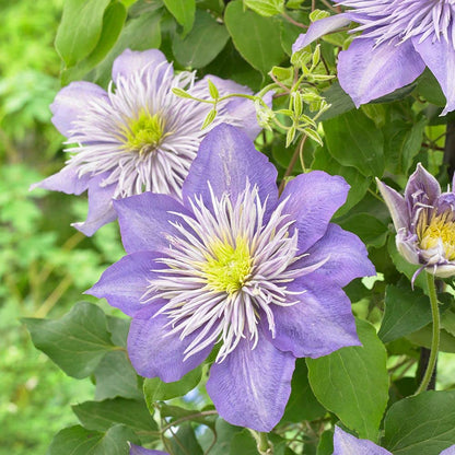 Violet Red Clematis Flower seeds for Planting Bright Blooms Heirloom & GMO Free Seeds for Home Garden