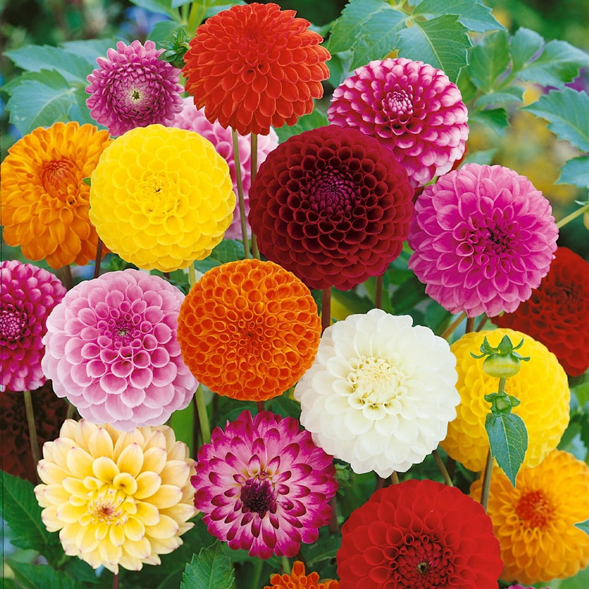 Mix Dahlia Pompon Flower seeds for Planting - Wildflower Mix, Heirloom & GMO Free Seeds for Home Garden