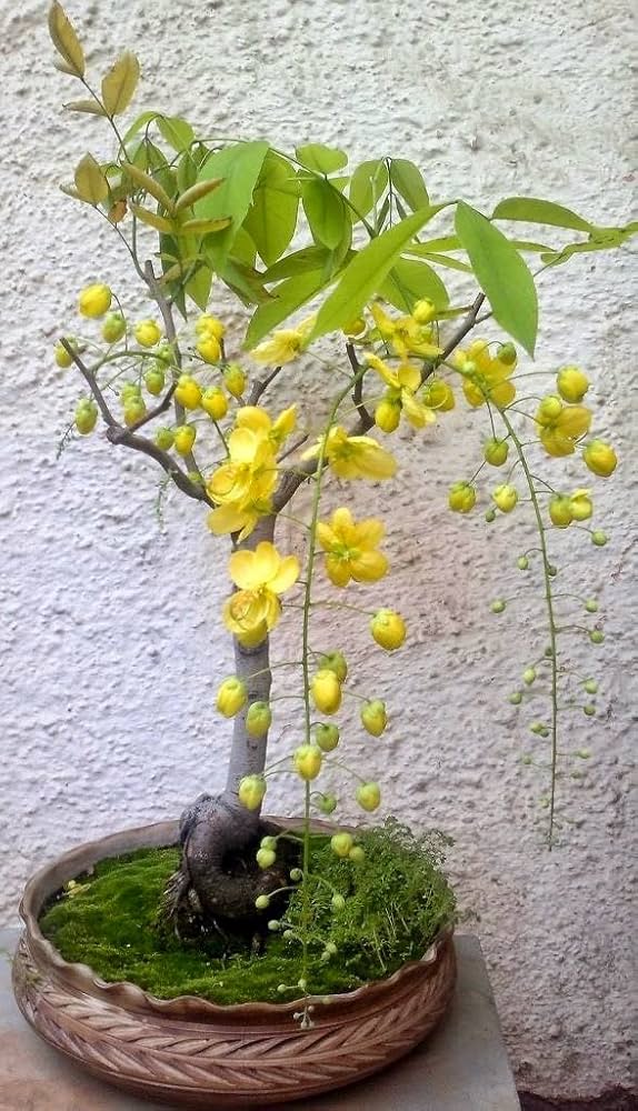 Yellow Simsii Bonsai Planting Seeds