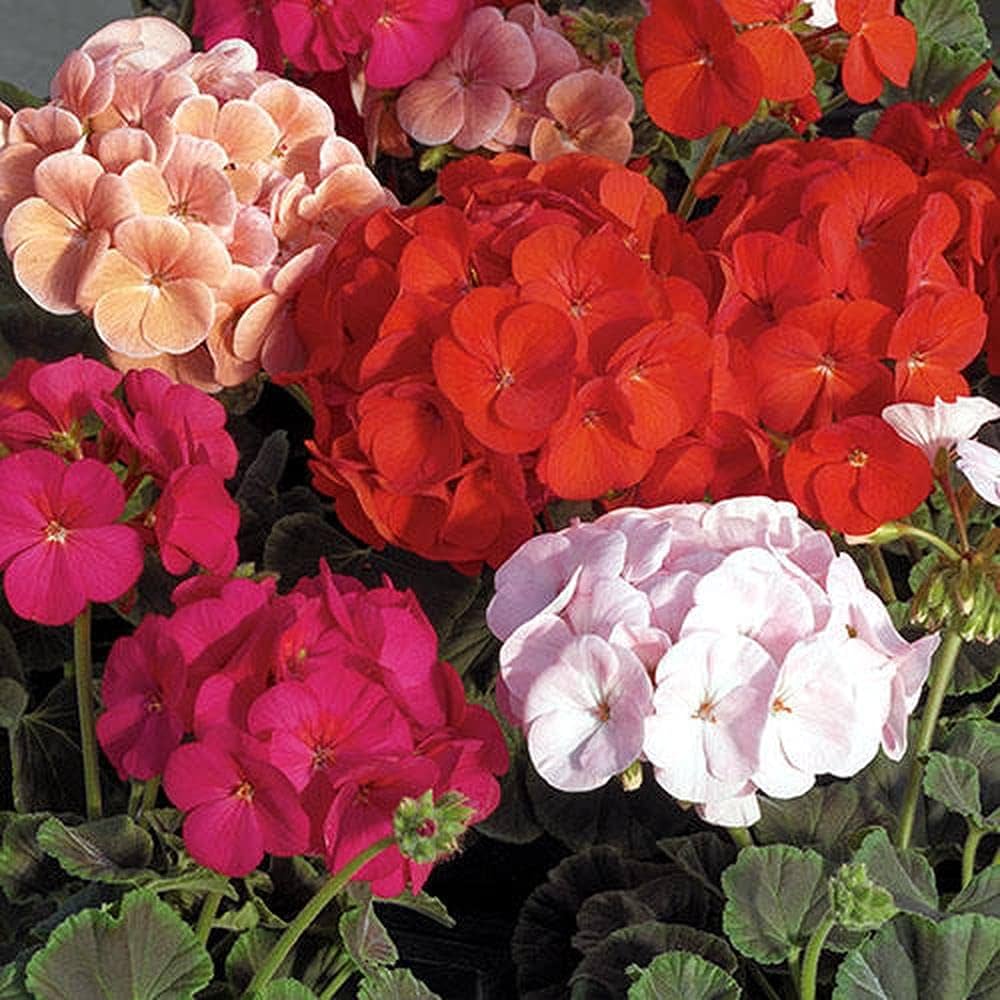 Geraniums Flower seeds for Planting Drought Tolerant, Heirloom & GMO Free Seeds for Home Garden vegetable and garden seeds