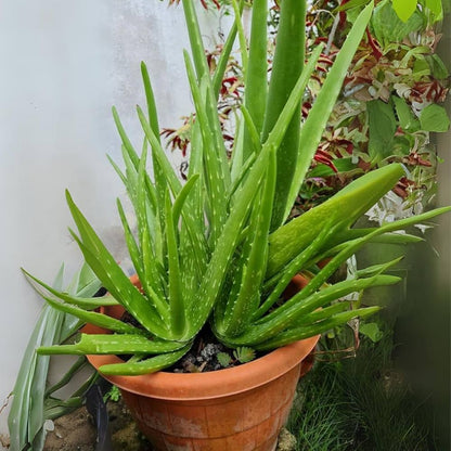 Aloe Vera Flower seeds for Planting - Premium Quality, Heirloom & GMO Free Seeds for Home Garden