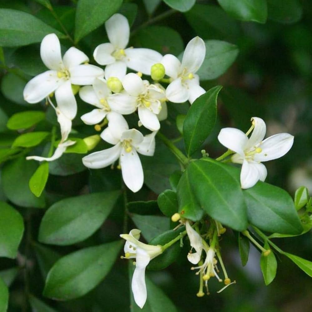High quality White Murraya Paniculata Flower seeds for Planting Long Bloom Season, Heirloom & GMO Free Seeds for Home Garden seeds pack