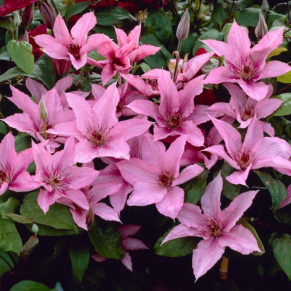High quality Light Pink Clematis Flower seeds for Planting Easy to Grow, Heirloom & GMO Free Seeds for Home Garden seeds pack