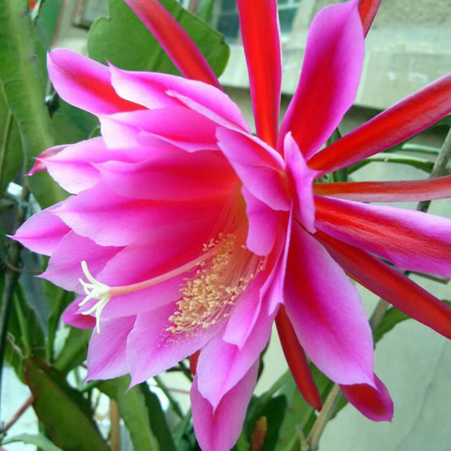 Purple Epiphyllum Oxypetalum Flower seeds for Planting Cottage Garden Essential Heirloom & GMO Free Seeds for Home Garden