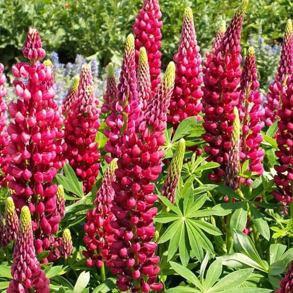Premium Red Lupin Flower seeds for Planting Drought Tolerant, Heirloom & GMO Free Seeds for Home Garden seeds