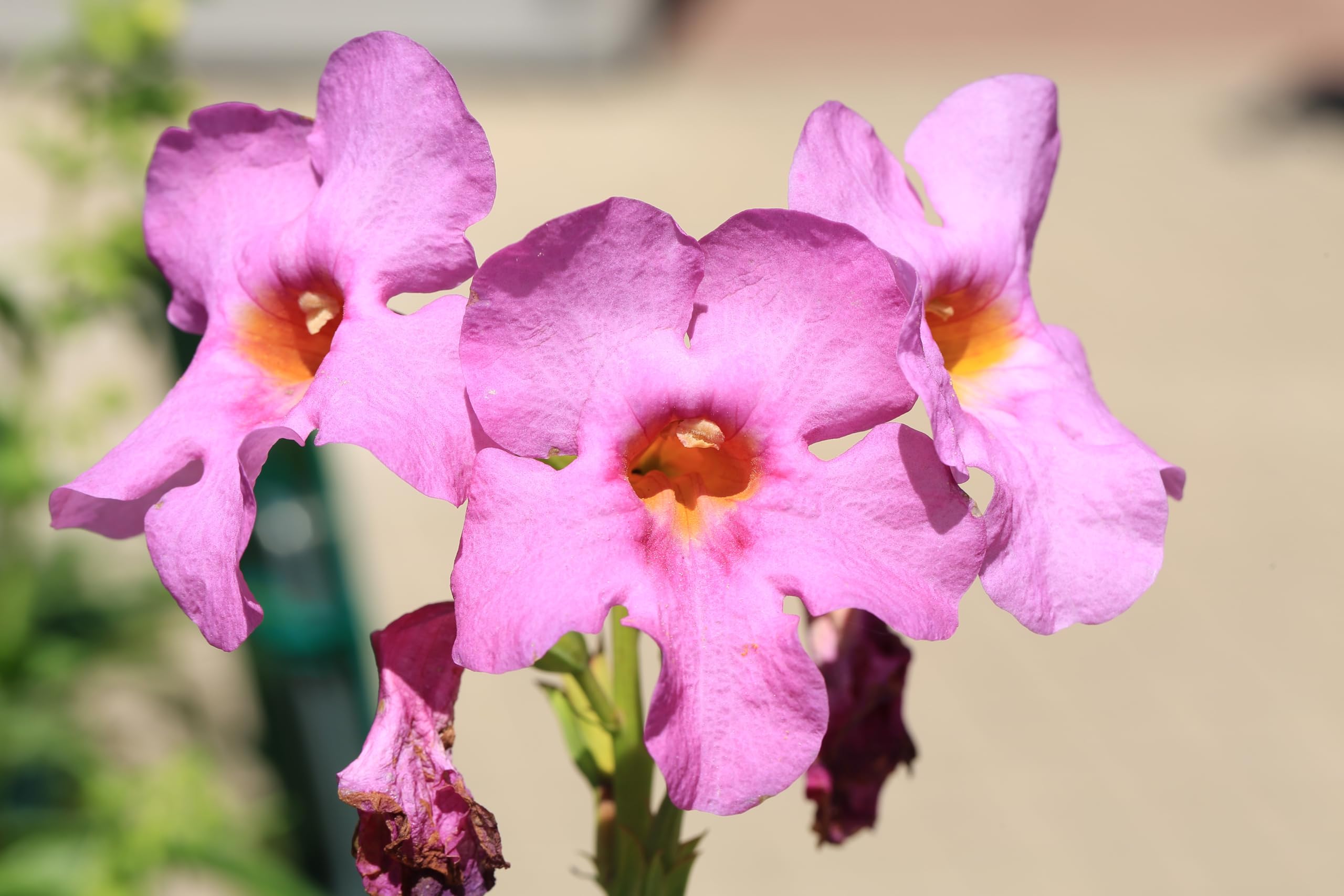Incarvillea Delavayi Flower seeds for Planting Shade Tolerant, Heirloom & GMO Free Seeds for Home Garden vegetable and garden seeds