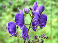 Wolfsbane Flower seeds for Planting Colorful Display, Heirloom & GMO Free Seeds for Home Garden seeds for planting