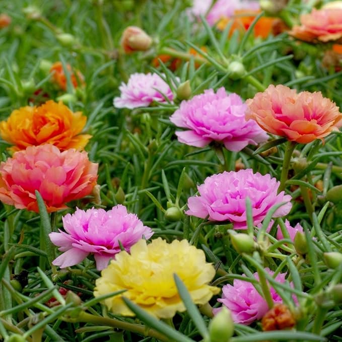 Mixed Mexican Rose Heirloom Flower seeds for Planting Perfect for Borders, Heirloom & GMO Free Seeds for Home Garden seeds for planting