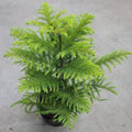 Green Araucaria Flower seeds for Planting Colorful Display, Heirloom & GMO Free Seeds for Home Garden seeds for planting