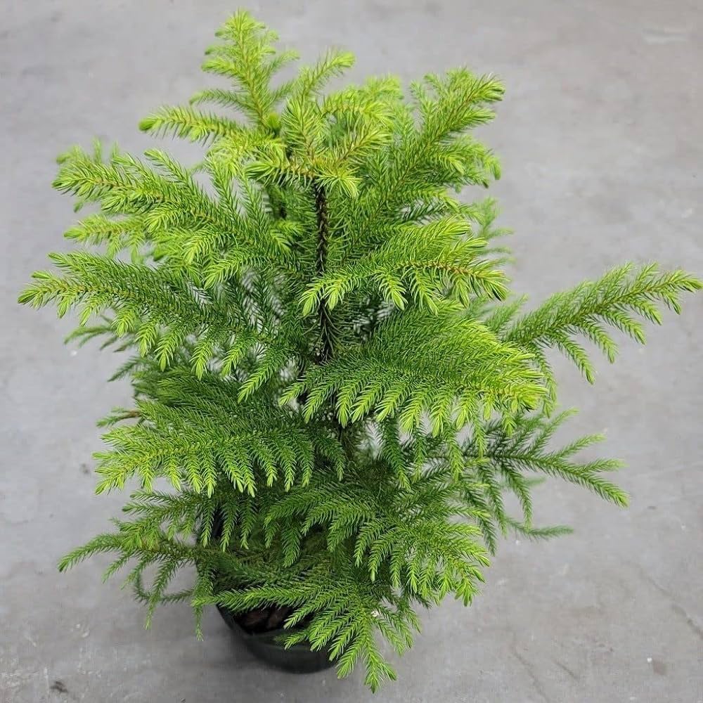 Green Araucaria Flower seeds for Planting Colorful Display, Heirloom & GMO Free Seeds for Home Garden seeds for planting