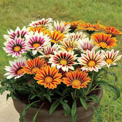 Gazania Flower seeds for Planting, Cut Flower Favorite Heirloom & GMO Free Seeds for Home Garden