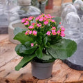 Kalanchoe Purple Flower seeds for Planting Colorful Display, Heirloom & GMO Free Seeds for Home Garden seeds for planting
