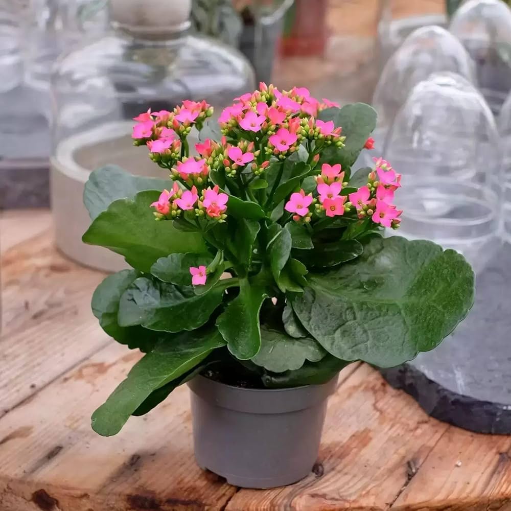 Kalanchoe Purple Flower seeds for Planting Colorful Display, Heirloom & GMO Free Seeds for Home Garden seeds for planting