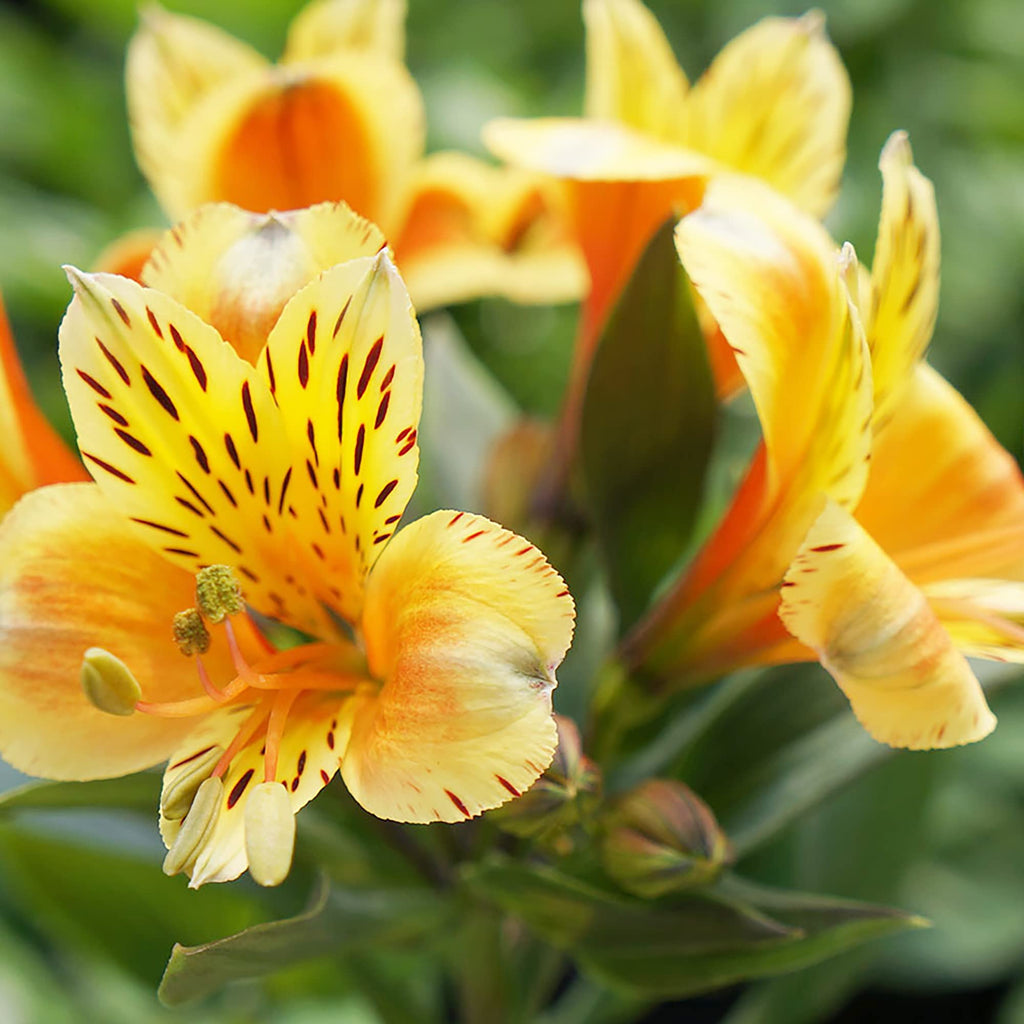 Alstroemeria Aurantiaca Flower seeds for Planting Garden Favorite, Heirloom & GMO Free Seeds for Home Garden vegetable and garden seeds