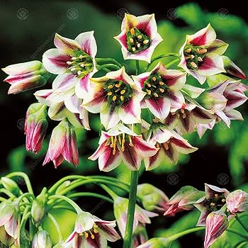 Premium Nectaroscordum Flower seeds for Planting Fragrant Blossoms, Heirloom & GMO Free Seeds for Home Garden seeds