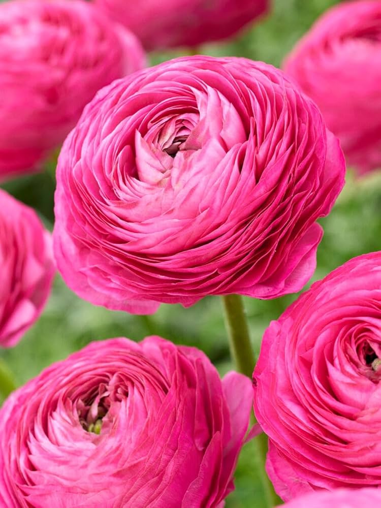 High quality Ranunculus Flower seeds for Planting Wildflower Mix, Heirloom & GMO Free Seeds for Home Garden seeds pack