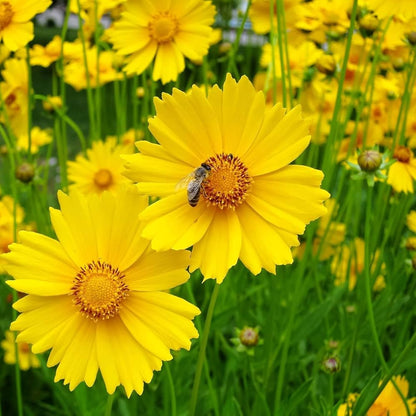 Tickseed Flower seeds for Planting Premium Quality Heirloom & GMO Free Seeds for Home Garden 
 
 Sale