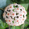 Aleurites Flower seeds for Planting Long Bloom Season, Heirloom & GMO Free Seeds for Home Garden seeds for planting