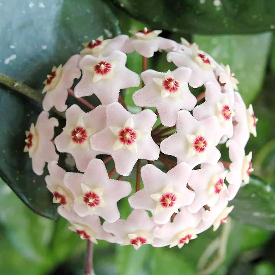 Aleurites Flower seeds for Planting Long Bloom Season, Heirloom & GMO Free Seeds for Home Garden seeds for planting