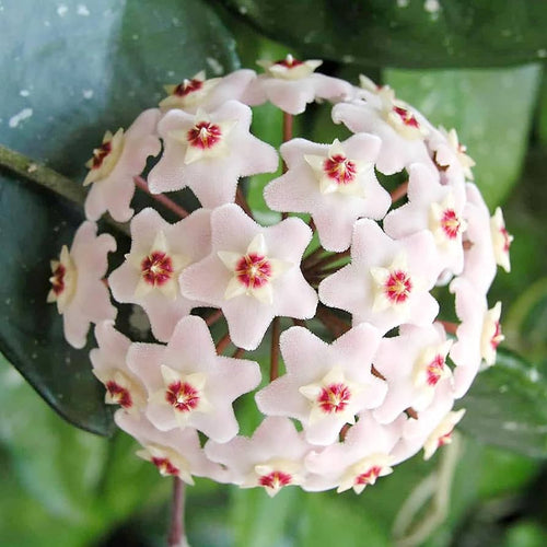 Aleurites Flower seeds for Planting Long Bloom Season, Heirloom & GMO Free Seeds for Home Garden seeds for planting