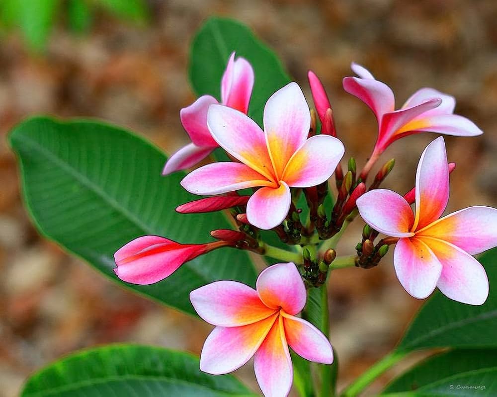 Dark Pink Frangipani Flower seeds for Planting Cottage Garden Essential, Heirloom & GMO Free Seeds for Home Garden vegetable and garden seeds